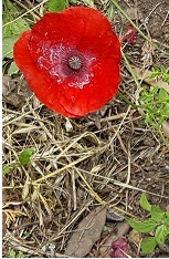 Takapau - RSA, ANZAC 2025